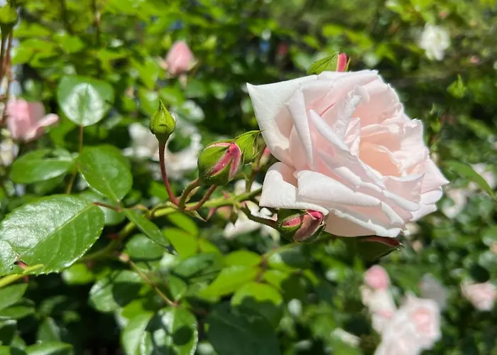 Saint Thomas Village 4*